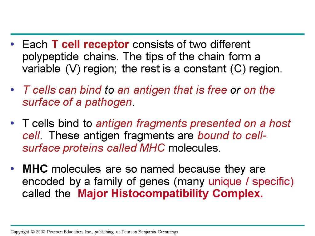 Each T cell receptor consists of two different polypeptide chains. The tips of the